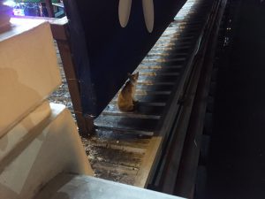 2016/8/18 道の猫に「にゃー!ちっちっち」と呼び掛けて,こっちを向いたので喜んでいます。(猫は良いですが,野犬には近づかないようにしましょう。狂犬病の恐れがあります)